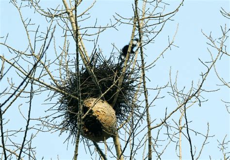 麻雀来家里筑巢 要木